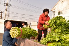 購(gòu)買“愛心芹菜”  助農(nóng)惠農(nóng)